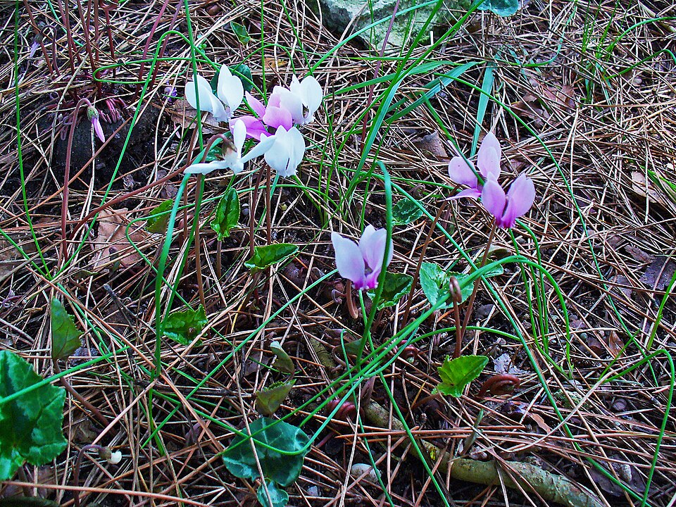 Cyclamen hederifolium (ivy-leaved cyclamen) (alternate view 10)