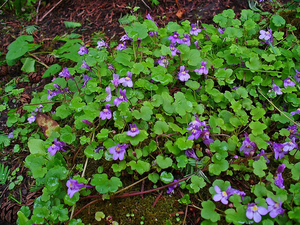 Cymbalaria muralis (Ivy-leaved toadflax)