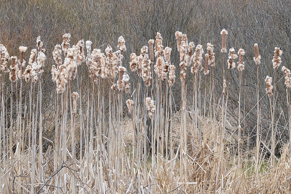 Typha × glauca (hybrid cattail) (alternate view 3)