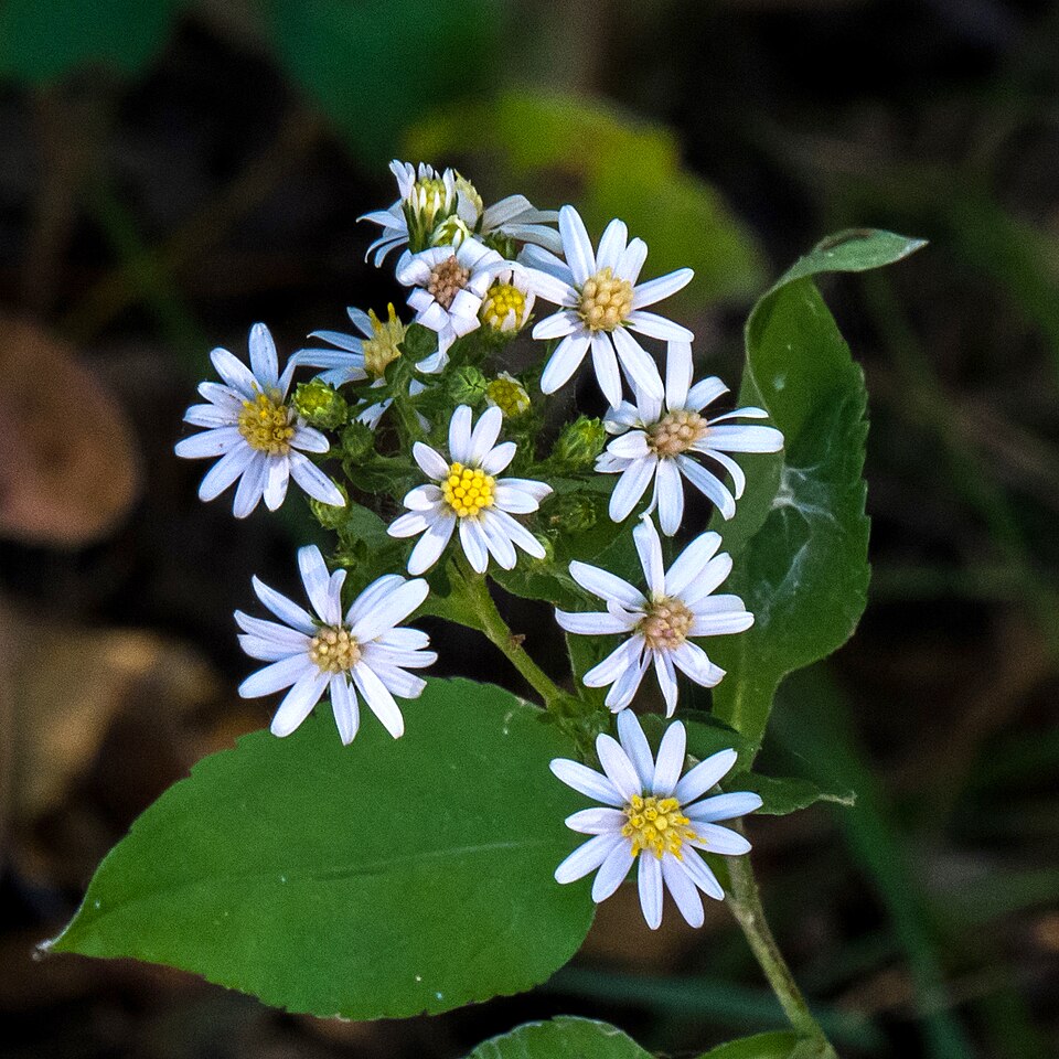 Symphyotrichum drummondii (Drummond's aster) (alternate view 2)