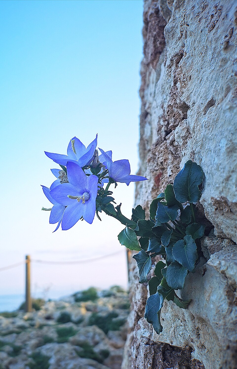 Campanula (bellflowers) (alternate view 8)