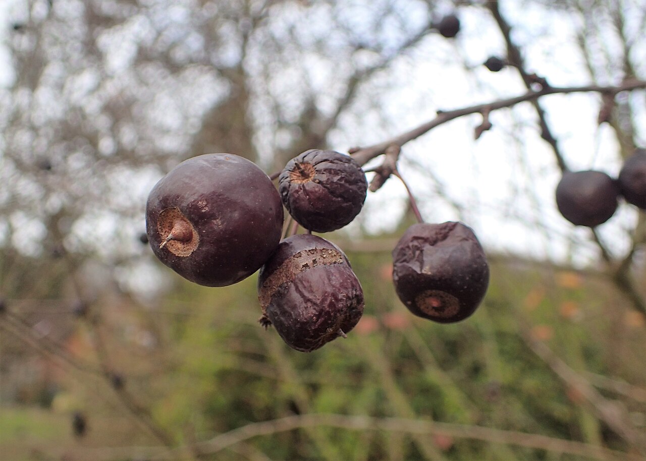 Malus spectabilis, Chinese flowering crabapple — upright deciduous (Rosaceae) (image 9 of 10)