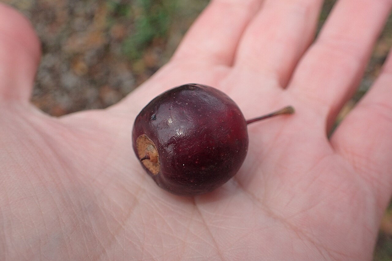 Malus spectabilis, Chinese flowering crabapple — upright deciduous (Rosaceae) (image 10 of 10)