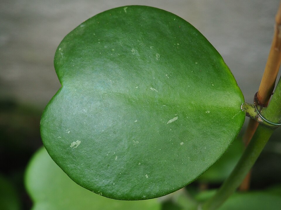 Hoya kerrii (Sweetheart Hoya) (alternate view 9)