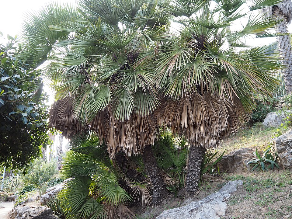 Chamaerops humilis (European Fan Palm) (alternate view 5)