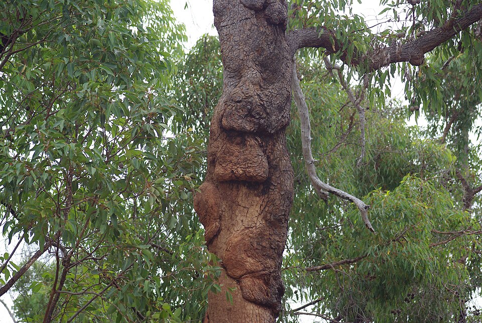 Corymbia calophylla (Marri) (alternate view 3)