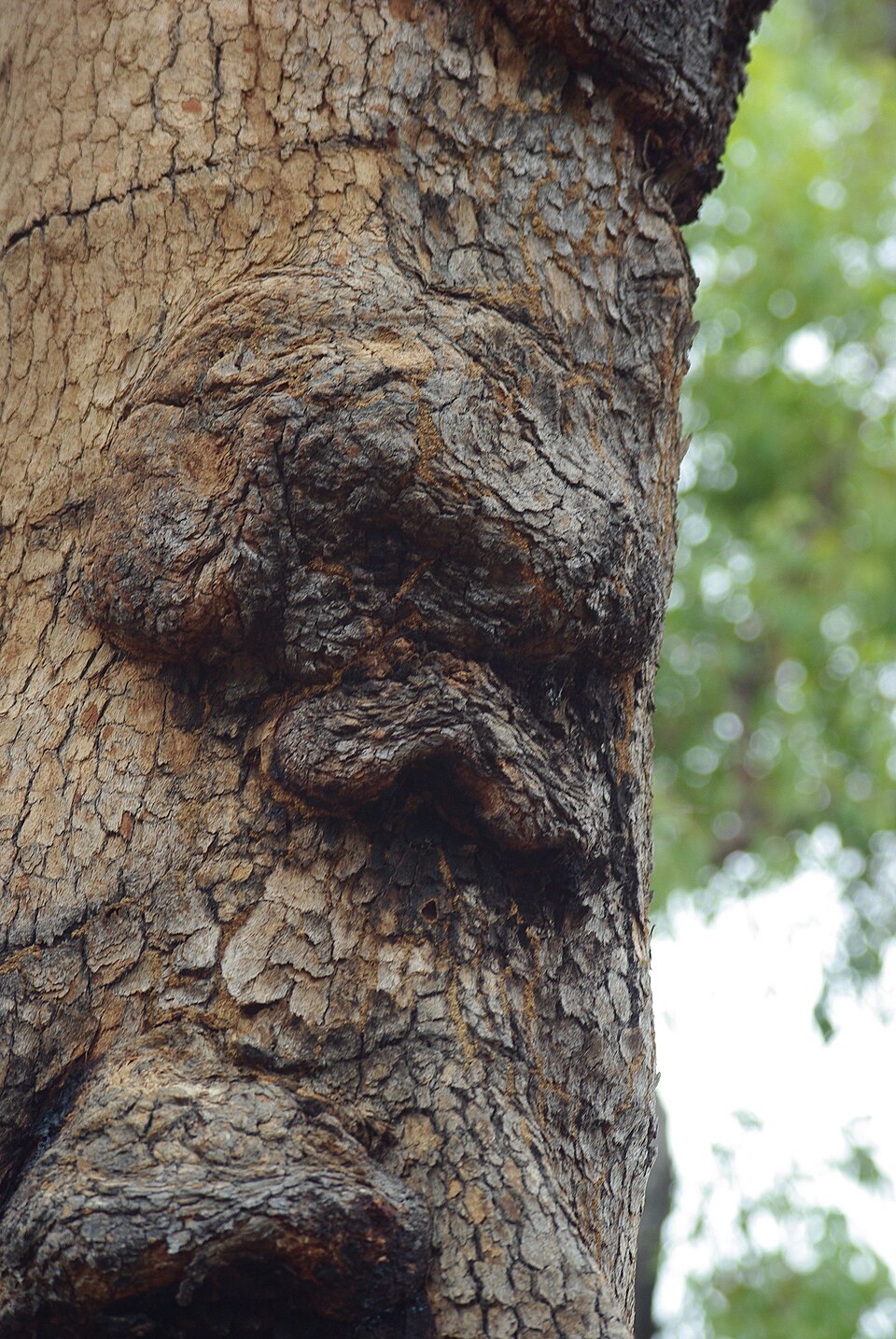 Corymbia calophylla (Marri) (alternate view 4)