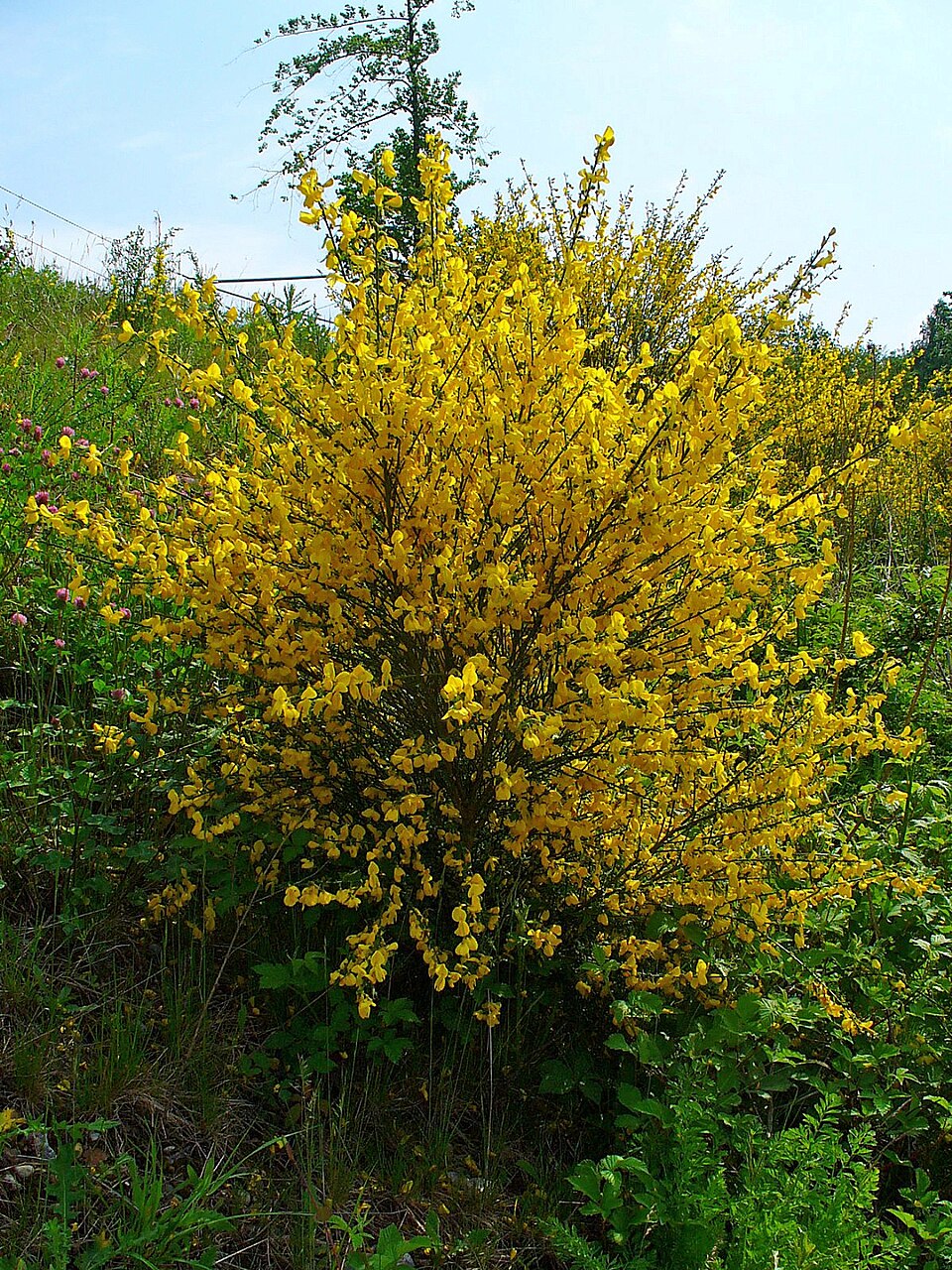 Cytisus scoparius (Scotch broom) (alternate view 6)