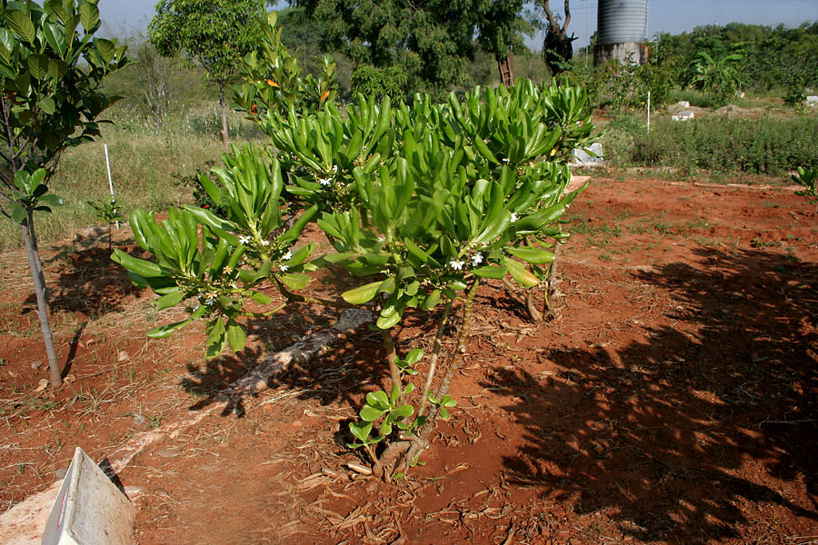 Scaevola taccada (beach naupaka) (alternate view 9)