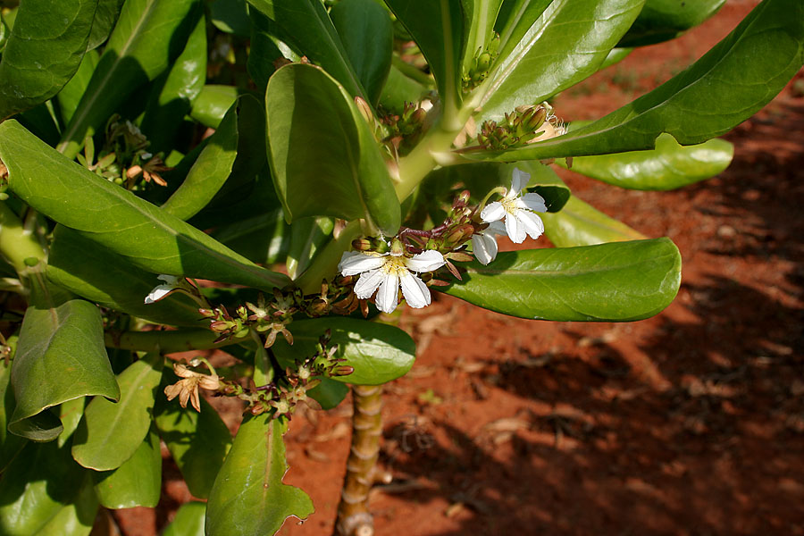 Scaevola taccada (beach naupaka) (alternate view 10)