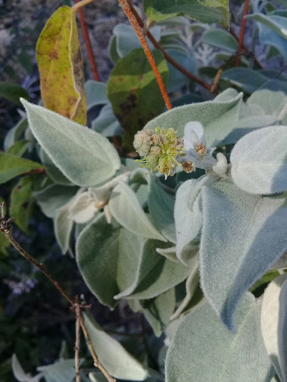 Croton (Crotons) (alternate view 4)