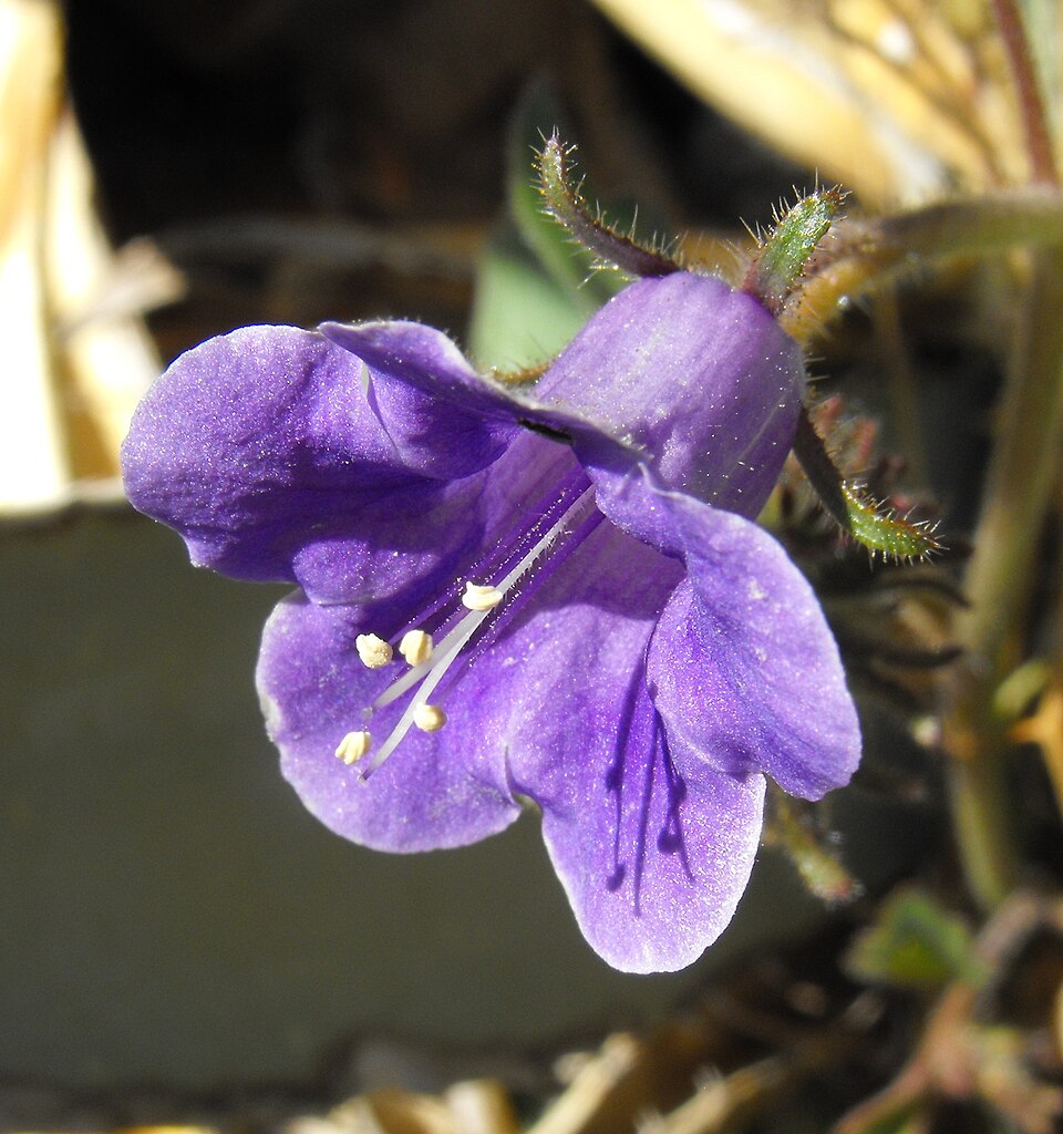 Phacelia minor (wild canterbury bells) (alternate view 10)