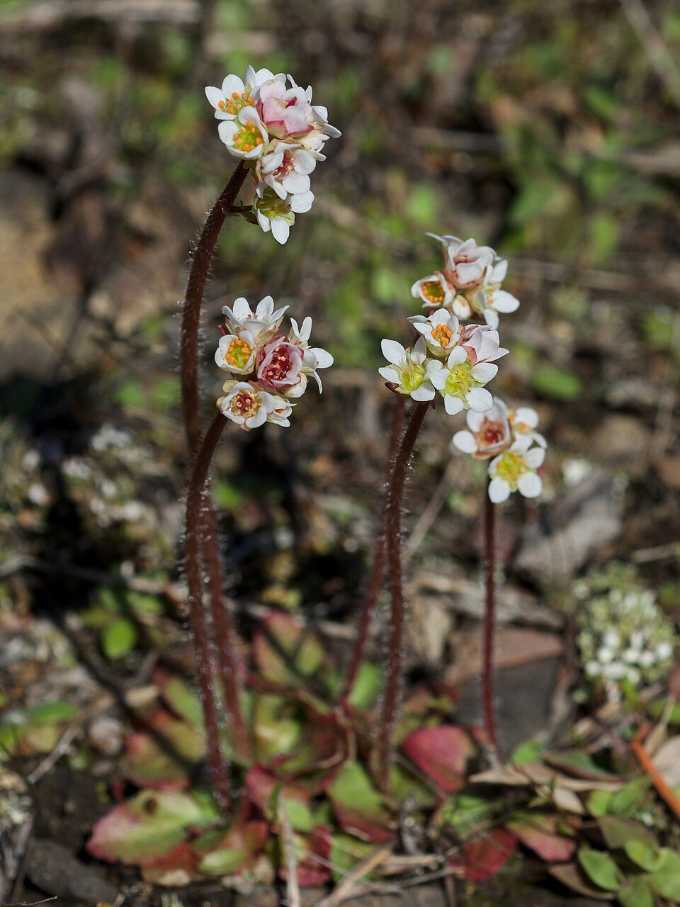 Micranthes (Early saxifrages) (alternate view 2)