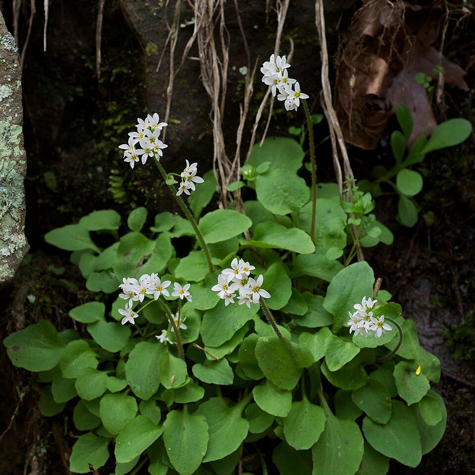 Micranthes (Early saxifrages) (alternate view 3)