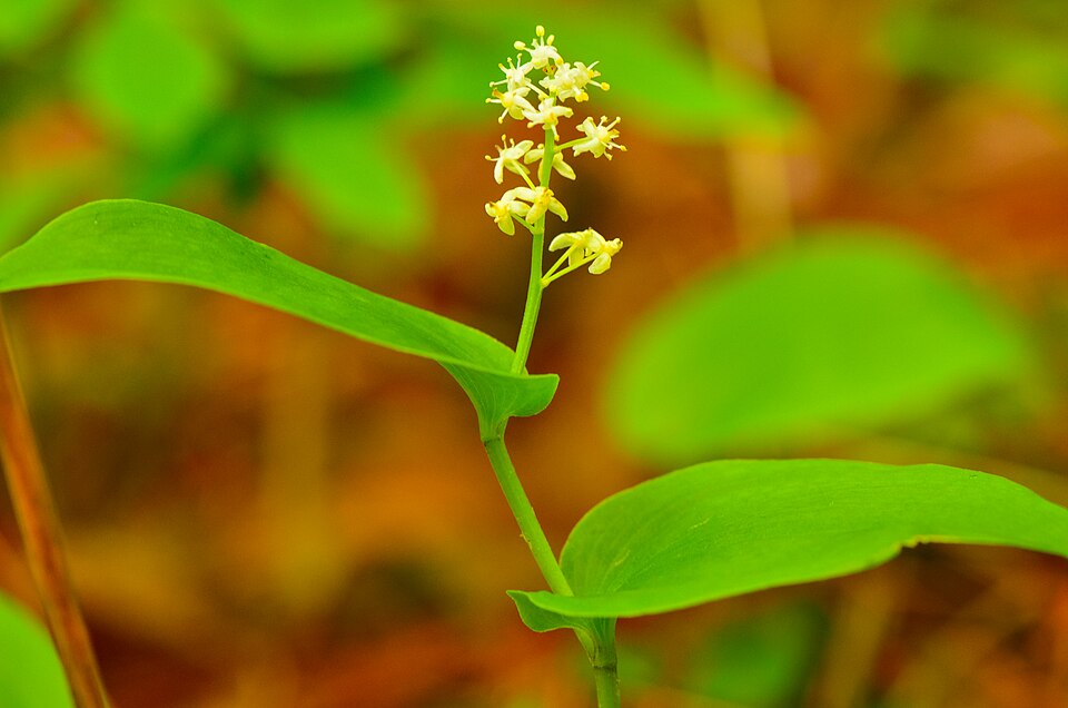 Maianthemum (mayflowers and false Solomon's seals)