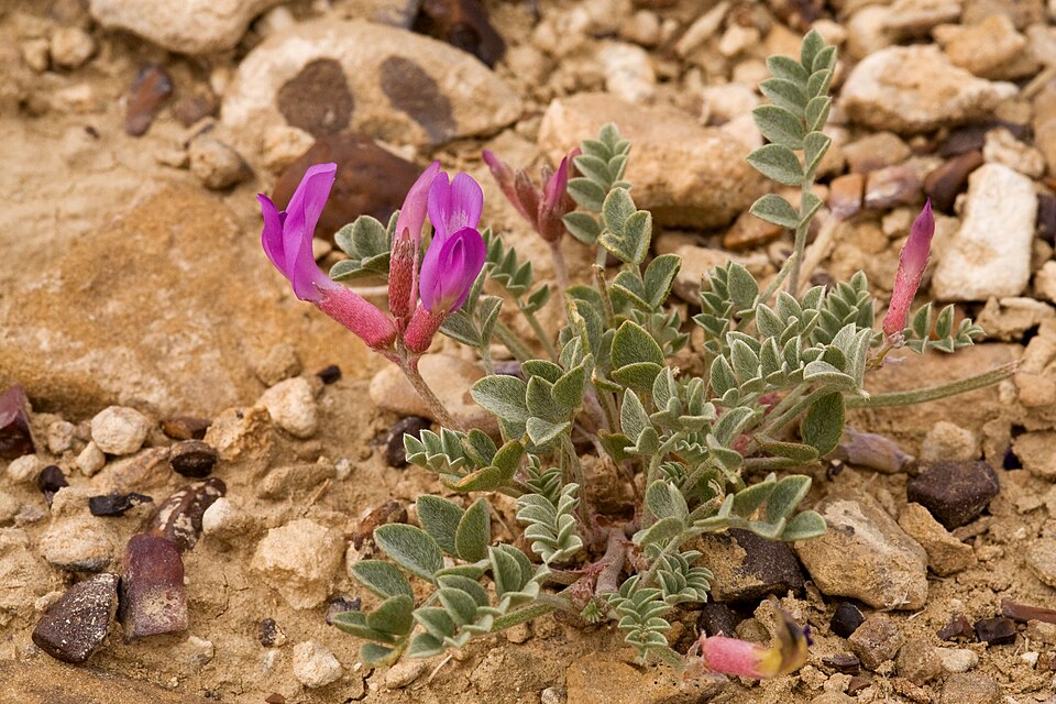 Astragalus (milkvetches)