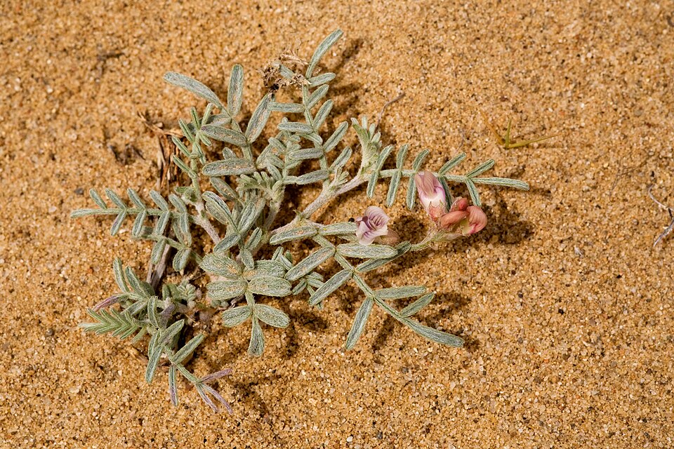Astragalus (milkvetches) (alternate view 2)