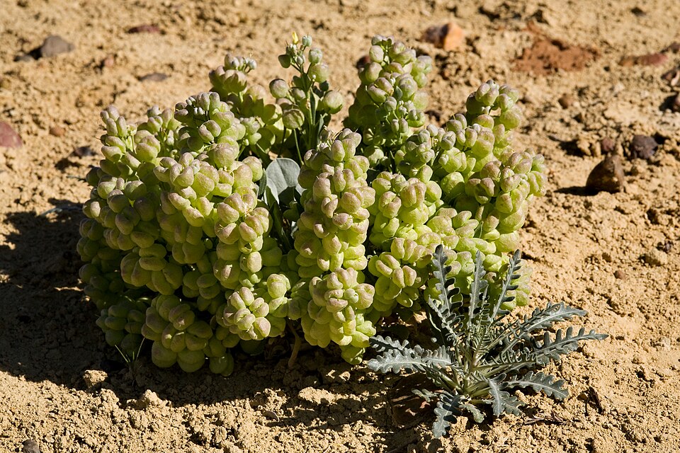 Physaria (bladderpods) (alternate view 2)