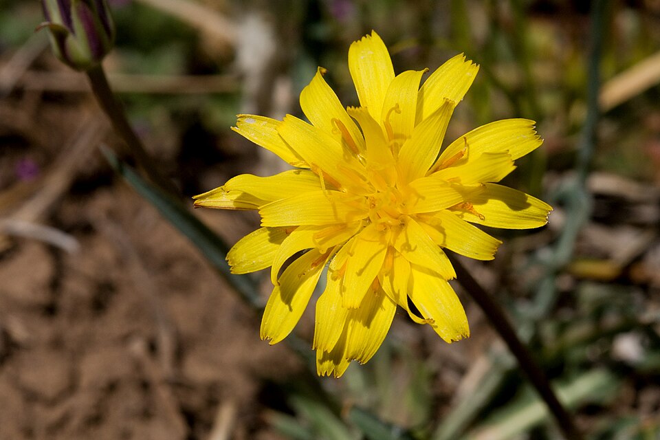 Agoseris (mountain dandelions) (alternate view 3)