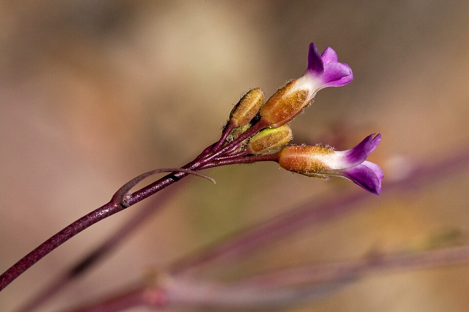 Boechera (rockcresses)