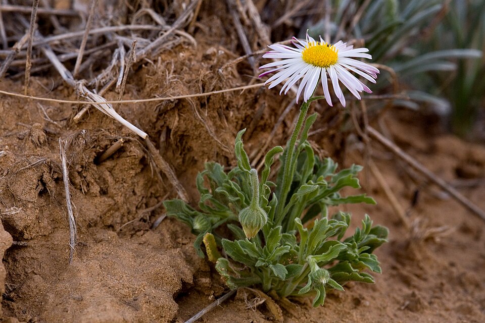 Aphanostephus ramosissimus (Lazy Daisy) (alternate view 4)