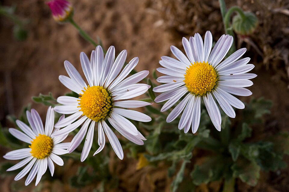 Aphanostephus ramosissimus (Lazy Daisy) (alternate view 5)