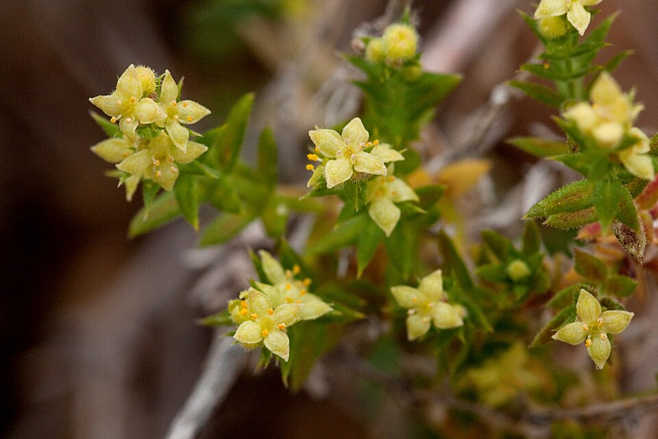 Galium (bedstraws) (alternate view 6)
