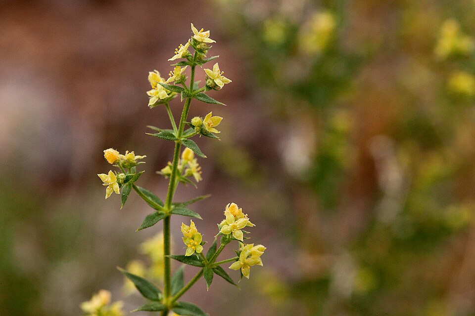 Galium (bedstraws) (alternate view 7)
