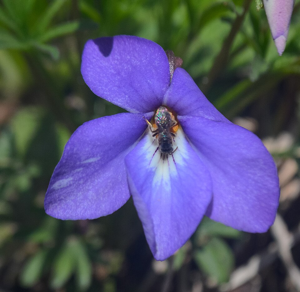 Viola pedata (bird's foot violet) (alternate view 8)