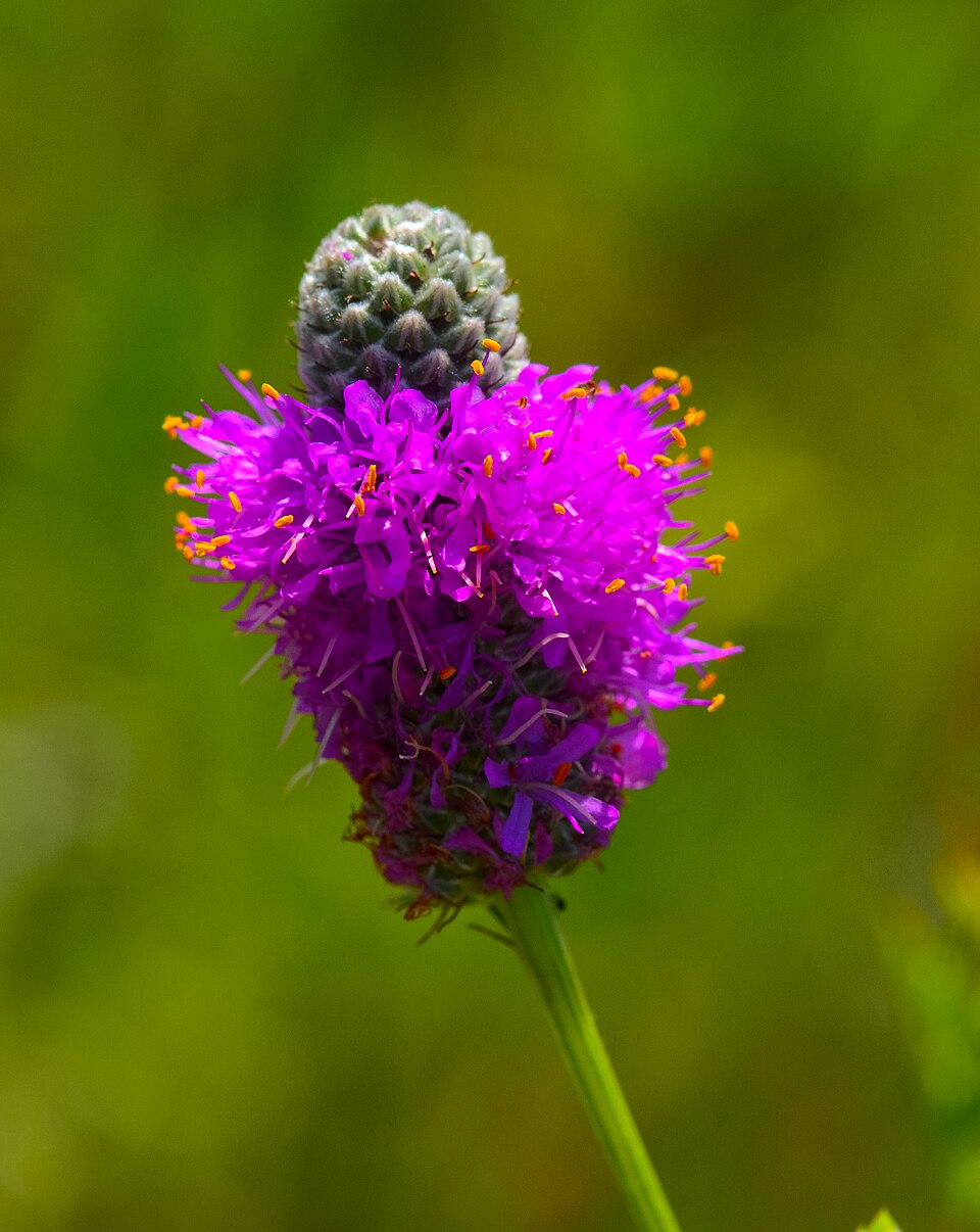 Dalea (prairie clovers) (alternate view 3)