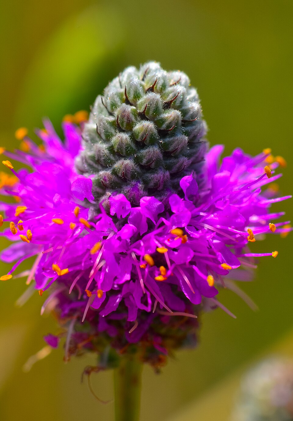 Dalea (prairie clovers) (alternate view 4)