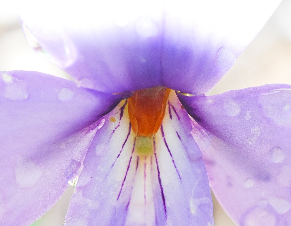 Viola pedata (bird's foot violet) (alternate view 9)