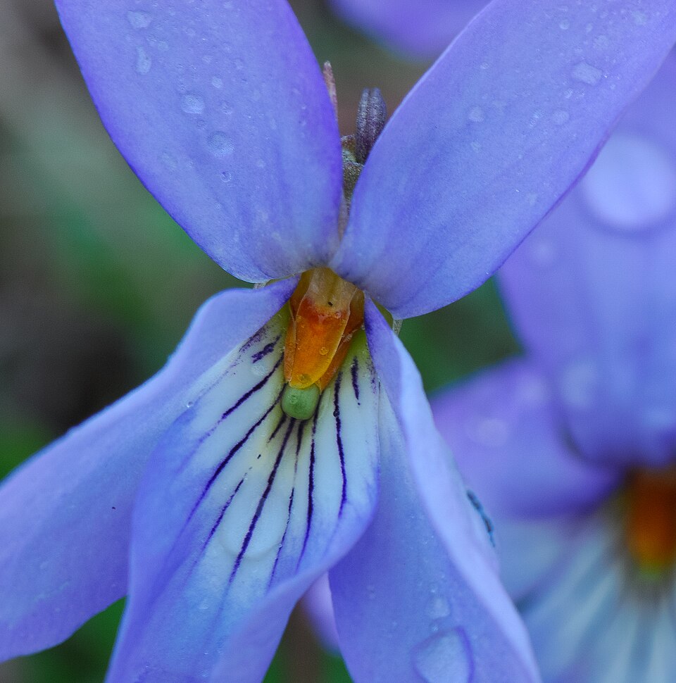 Viola pedata (bird's foot violet) (alternate view 10)