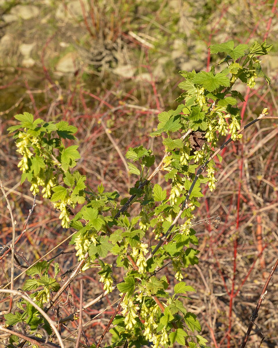 Ribes americanum (American Black Currant) (alternate view 8)