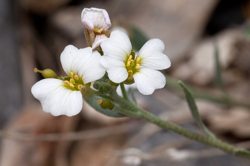 Physaria (bladderpods) (alternate view 3)