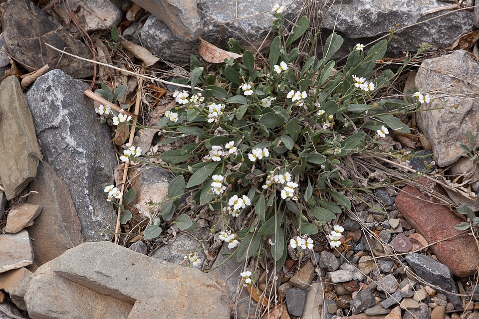 Physaria (bladderpods) (alternate view 4)
