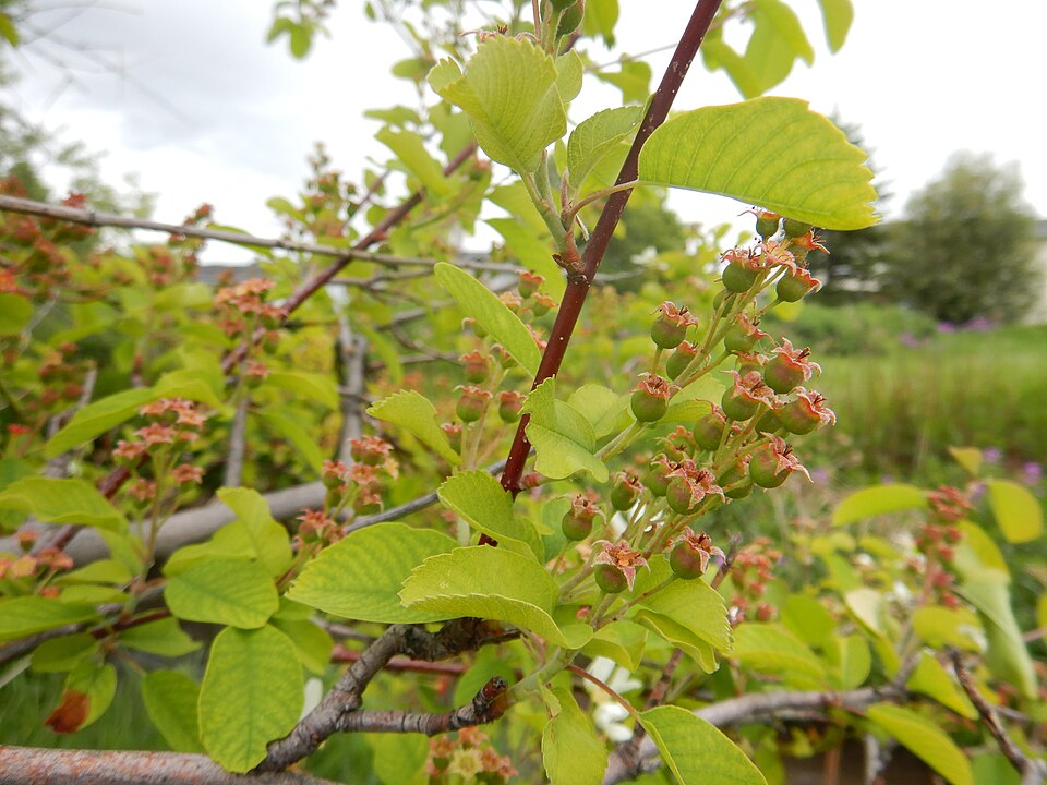 Amelanchier (serviceberries) (alternate view 7)