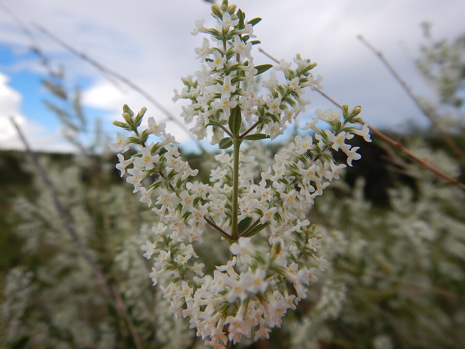Aloysia gratissima (Whitebrush) (alternate view 9)