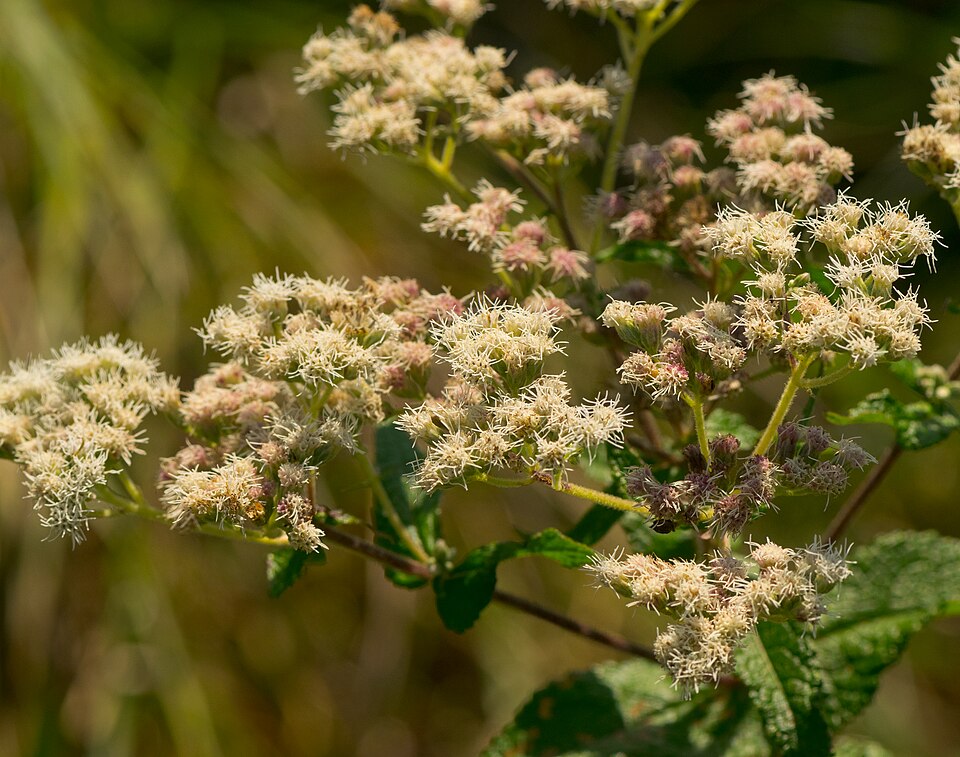 Brickellia eupatorioides (False Boneset) (alternate view 5)
