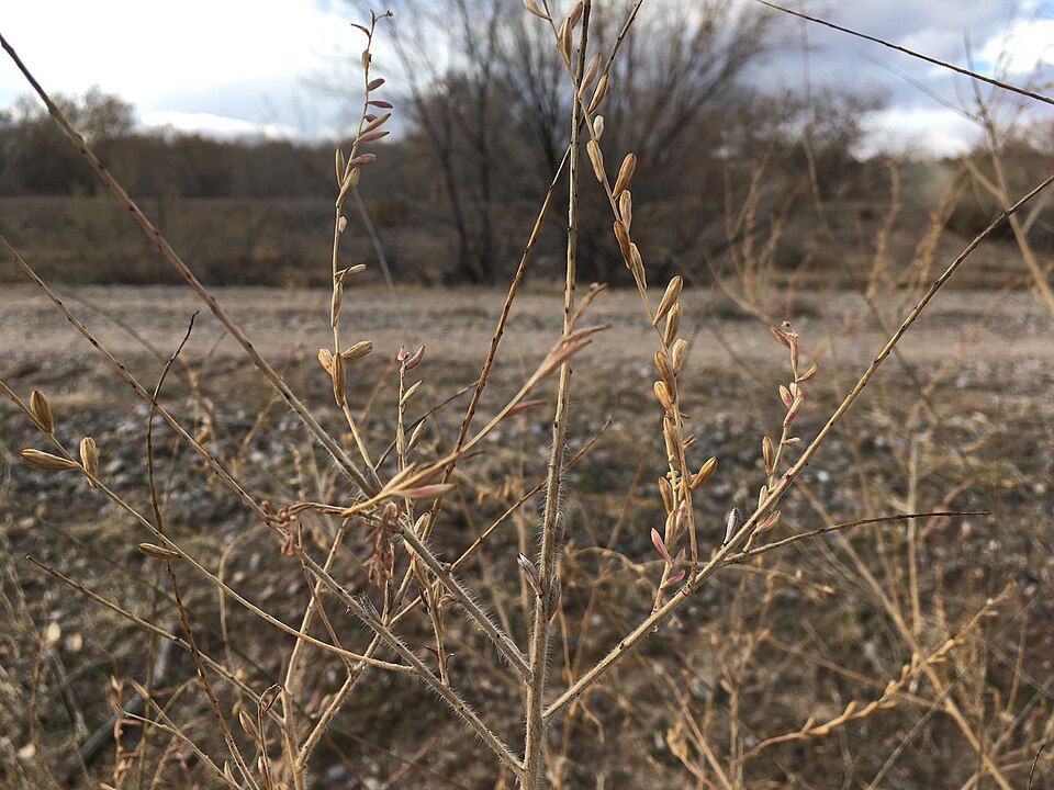 Oenothera curtiflora (velvetweed)