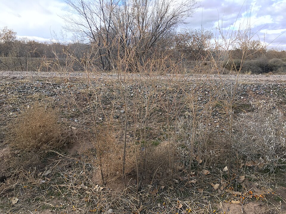 Oenothera curtiflora (velvetweed) (alternate view 2)