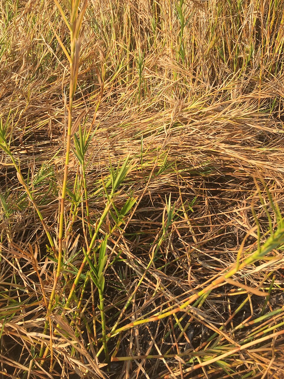 Dulichium arundinaceum (Three-way Sedge) (alternate view 3)