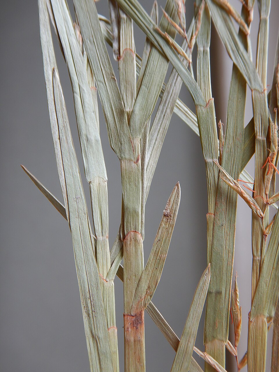 Dulichium arundinaceum (Three-way Sedge) (alternate view 5)