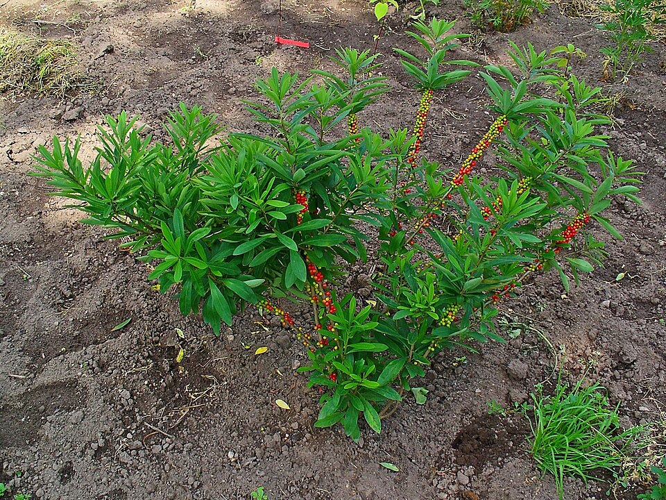 Daphne mezereum (February daphne) (alternate view 2)