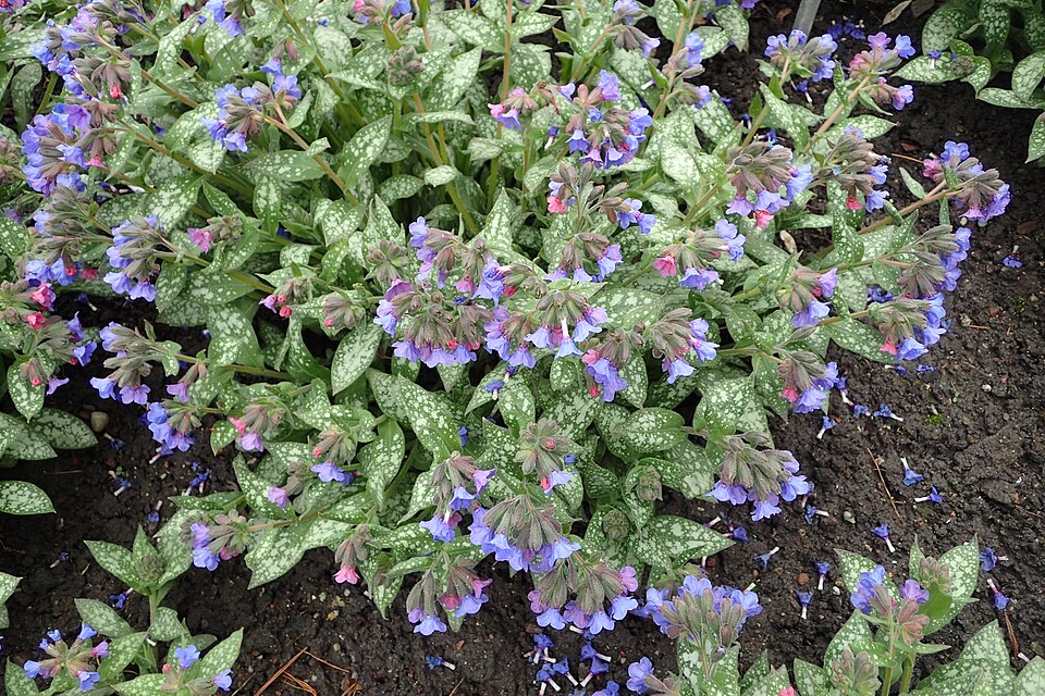 Pulmonaria × 'Trevi Fountain' (Trevi Fountain Lungwort) (alternate view 4)