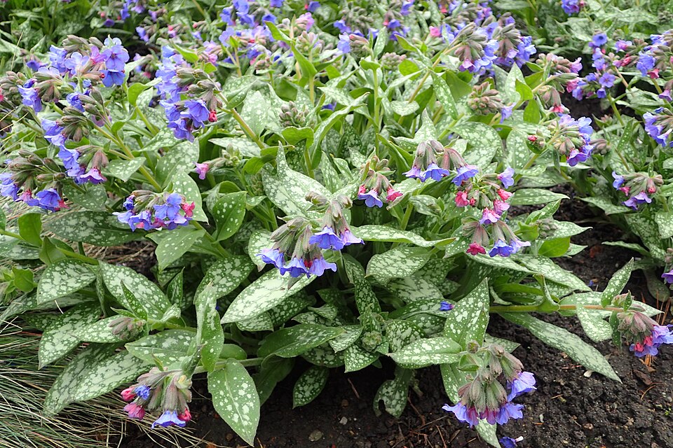Pulmonaria × 'Trevi Fountain' (Trevi Fountain Lungwort) (alternate view 5)