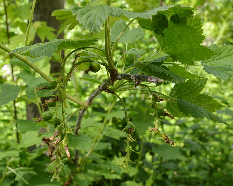 Ribes americanum (American Black Currant) (alternate view 9)