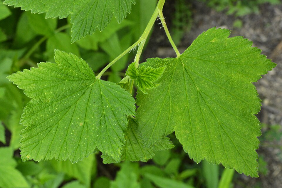 Ribes americanum (American Black Currant) (alternate view 10)