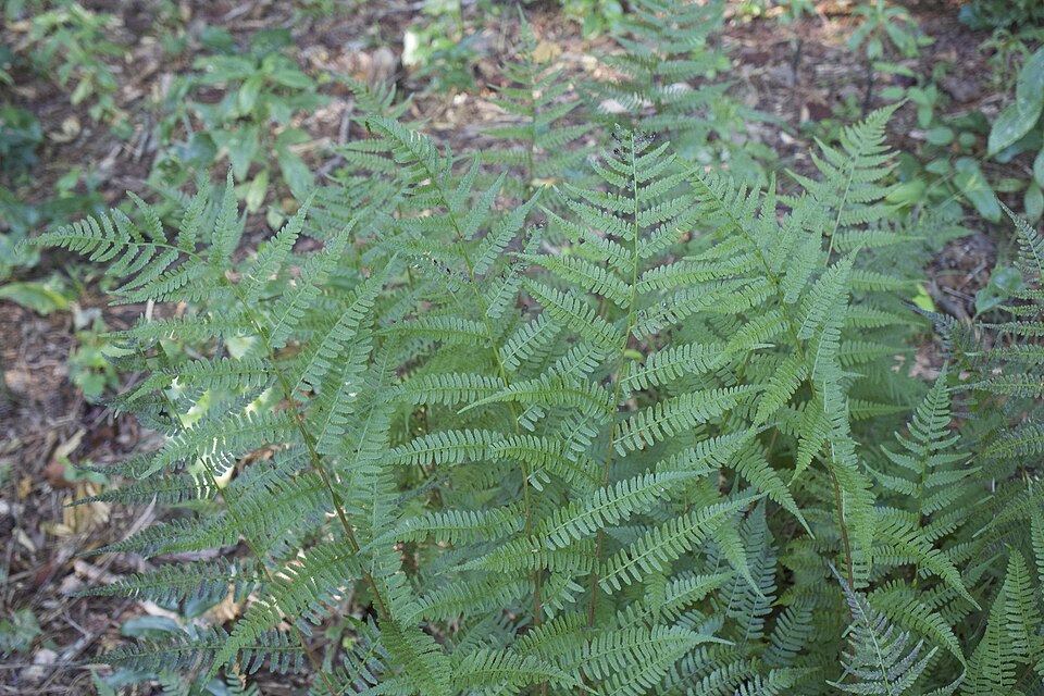 Athyrium asplenioides (southern lady fern) (alternate view 8)