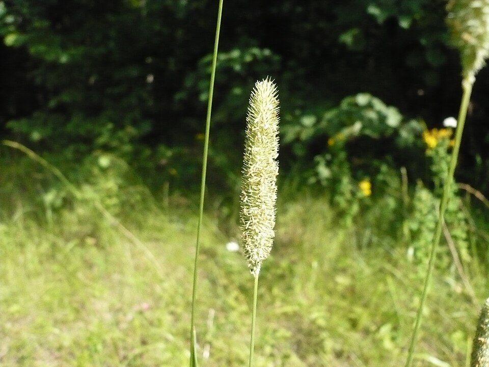 Phleum pratense (Timothy grass)